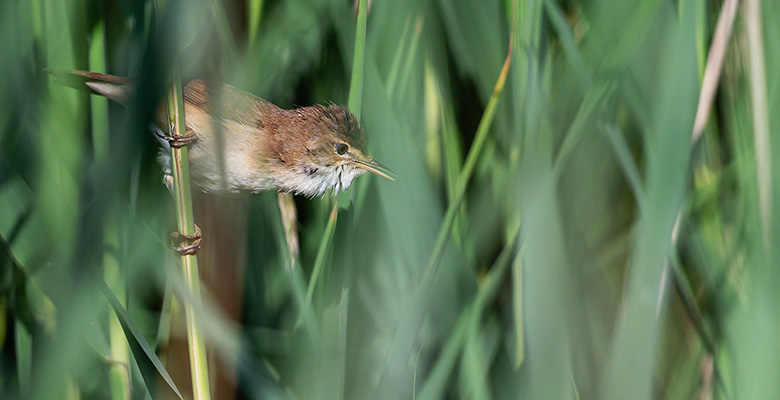 iStock-2277810483-Close-up-of-a-reed-warbler-780-x-400-