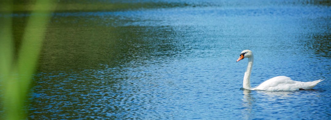 Quiet-reflection---swan-1920-x-700px